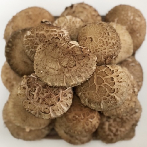 장흥표고 생표고버섯(배지) 가정용 1kg